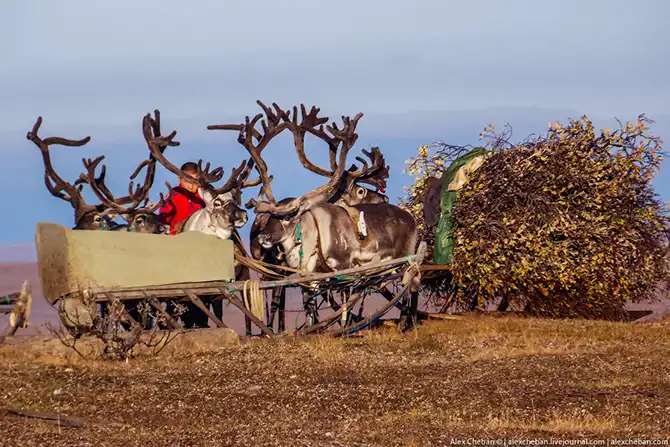Как дети из Тундры в школу на вертолете летают...