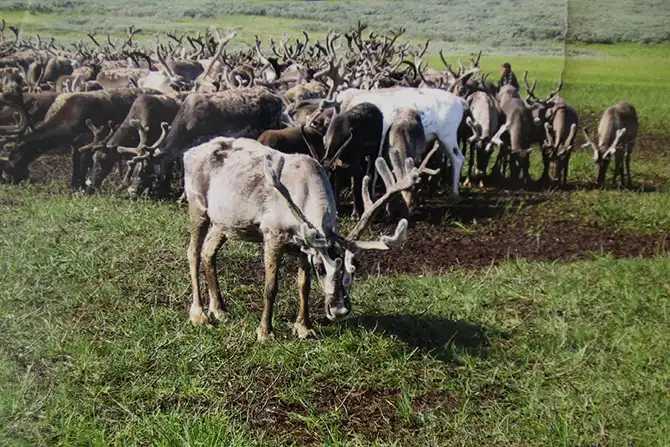 Как дети из Тундры в школу на вертолете летают...