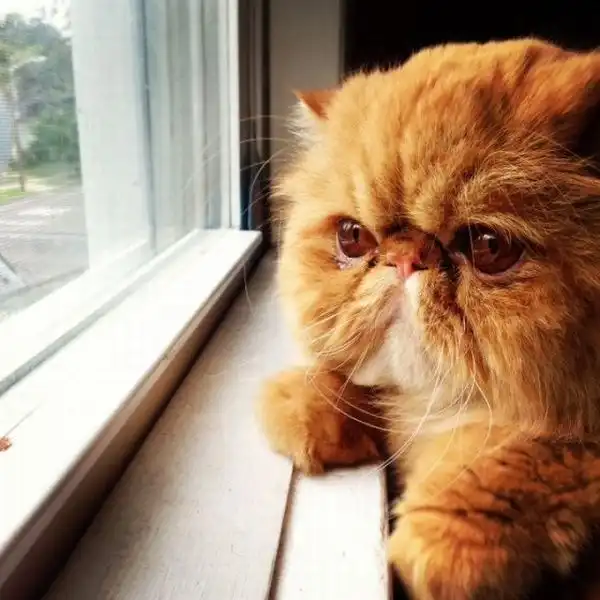 Эти забавные животные