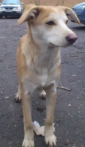 Девченки-солнышки