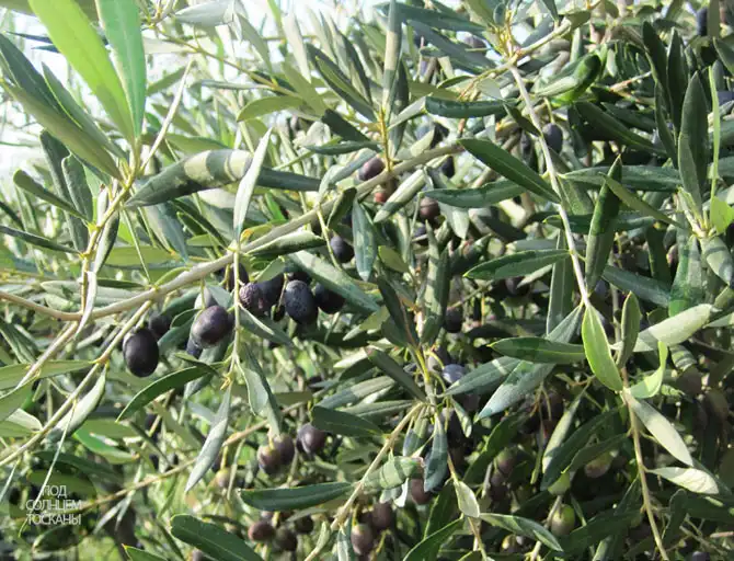 Жидкое золото