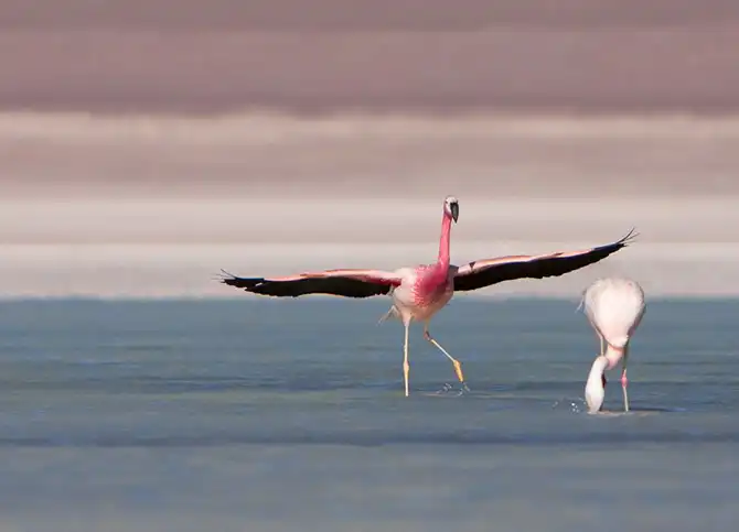 Путешествие по крупнейшей соляной пустыне мира