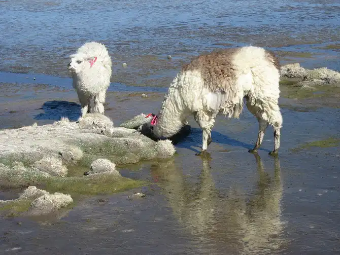 Путешествие по крупнейшей соляной пустыне мира