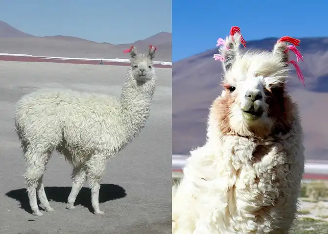 Путешествие по крупнейшей соляной пустыне мира