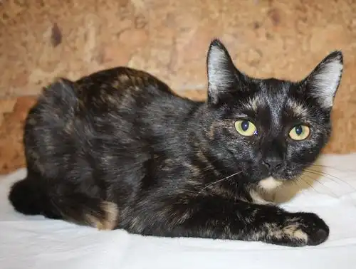 ласковая кошечка