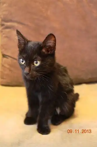 Отдам в хорошие руки котёнка