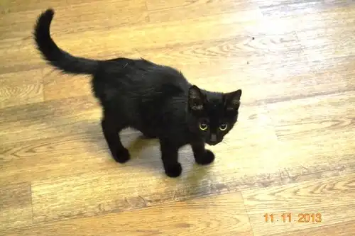 Отдам в хорошие руки котёнка