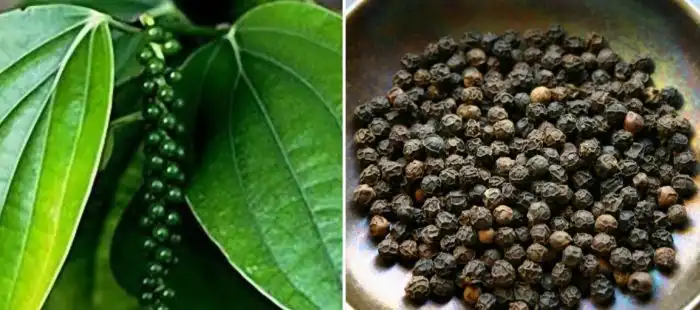 Как растут специи и приправы