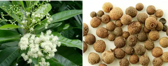 Как растут специи и приправы