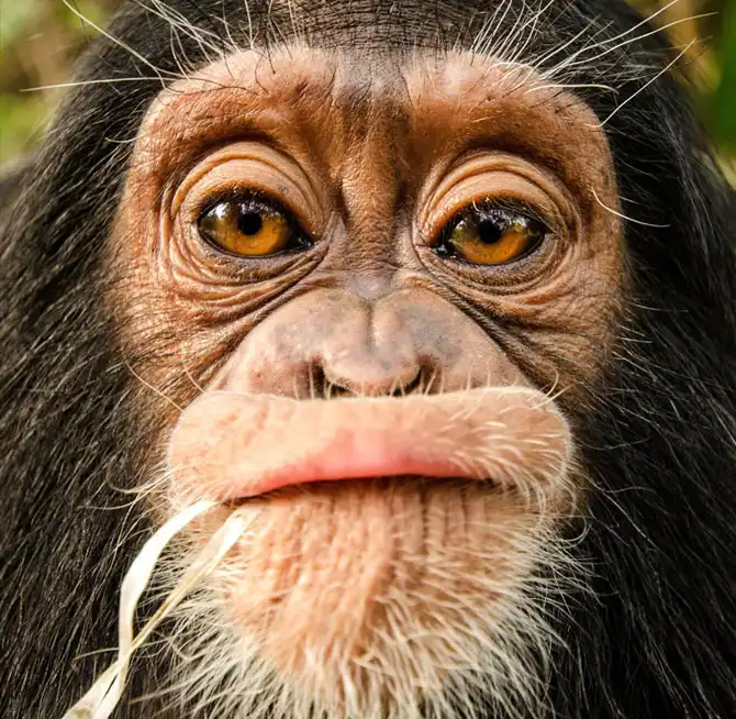 Лучшее с конкурса фотографии National Geographic 2013