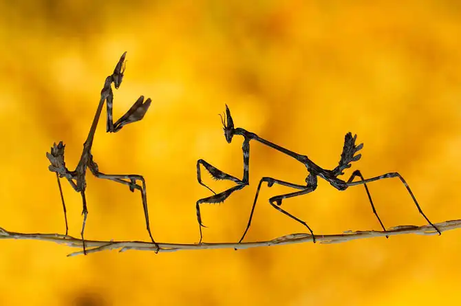 Лучшее с конкурса фотографии National Geographic 2013