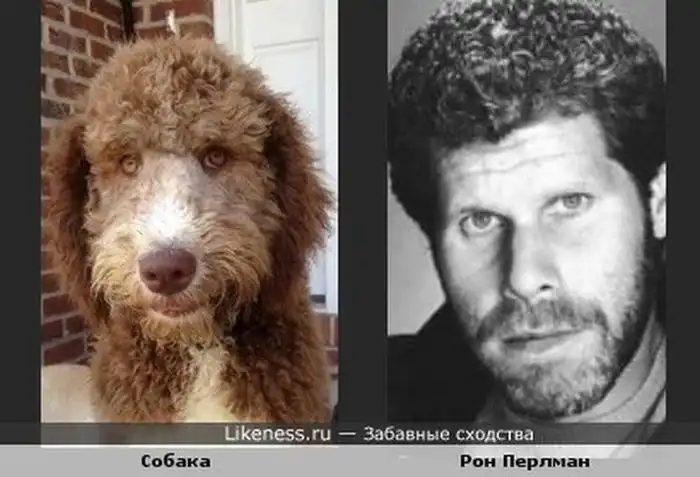 Забавные сходства