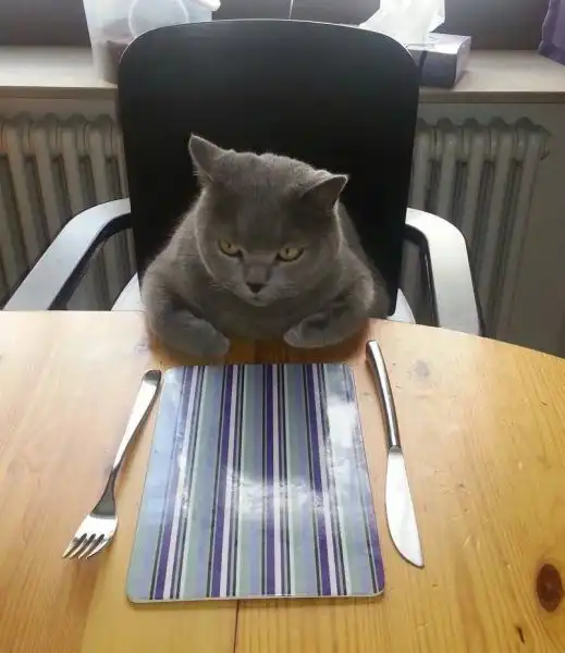 Эти забавные животные