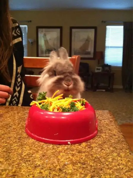 Эти забавные животные