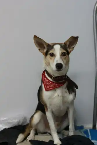 Потрясный и веселый Дик