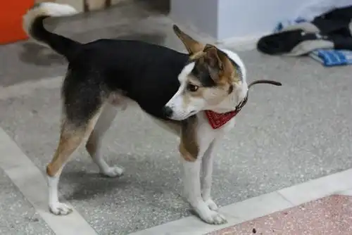 Потрясный и веселый Дик