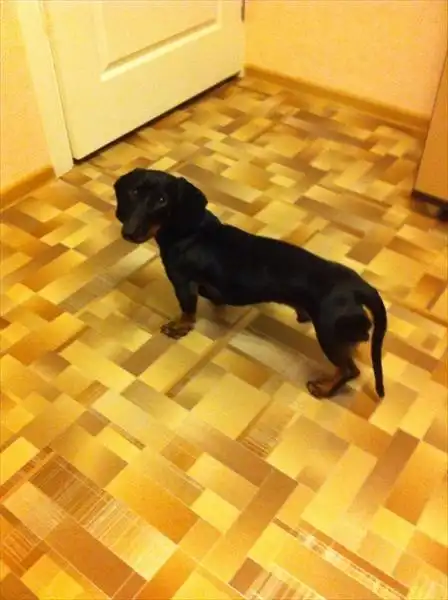 Найдена такса