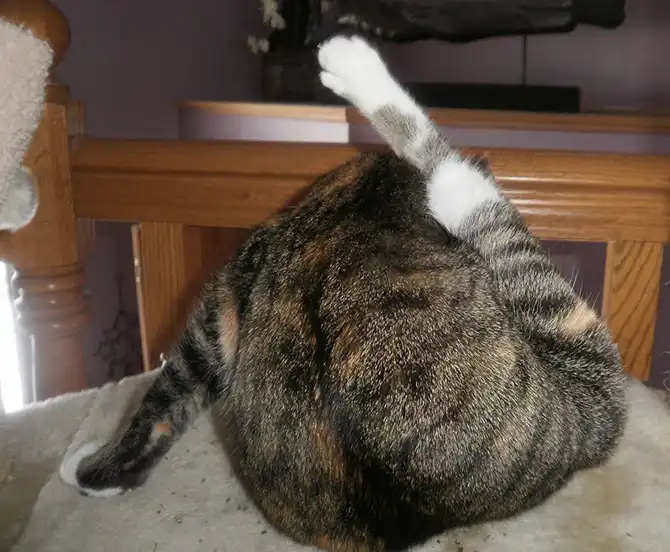 Интересные факты о кошках