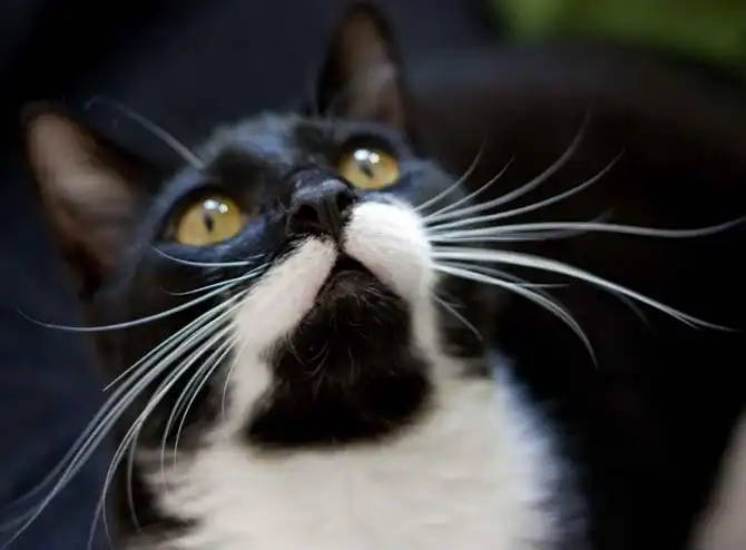 Интересные факты о кошках