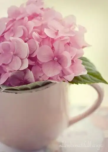 Соляночка =З