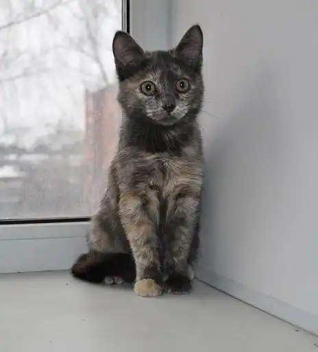 Красивая кошка – котенок