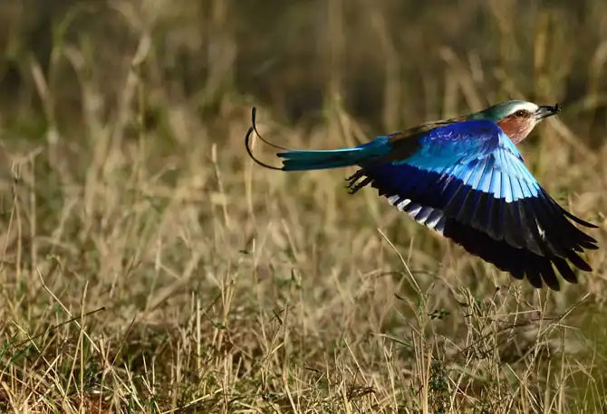 Сафари в Кении и Танзании