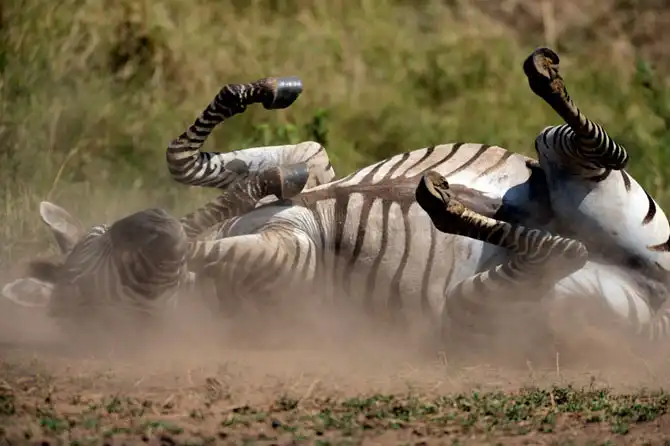 Сафари в Кении и Танзании