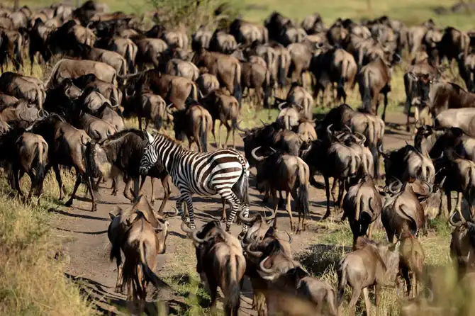 Сафари в Кении и Танзании