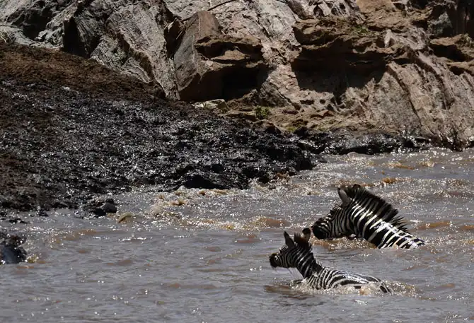 Сафари в Кении и Танзании