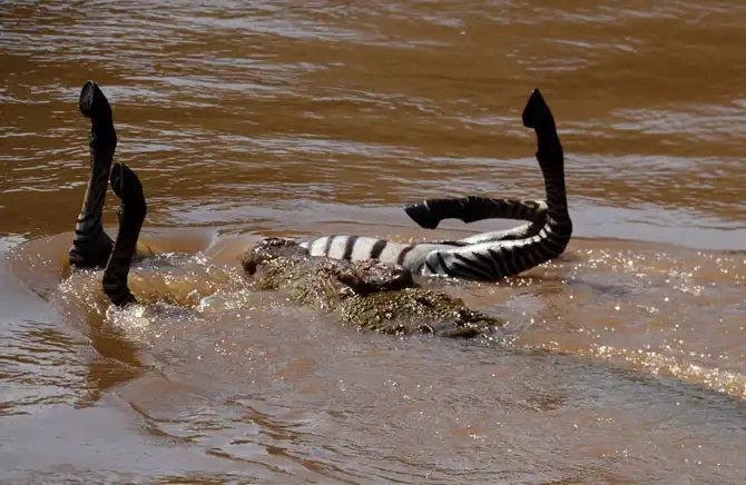 Сафари в Кении и Танзании