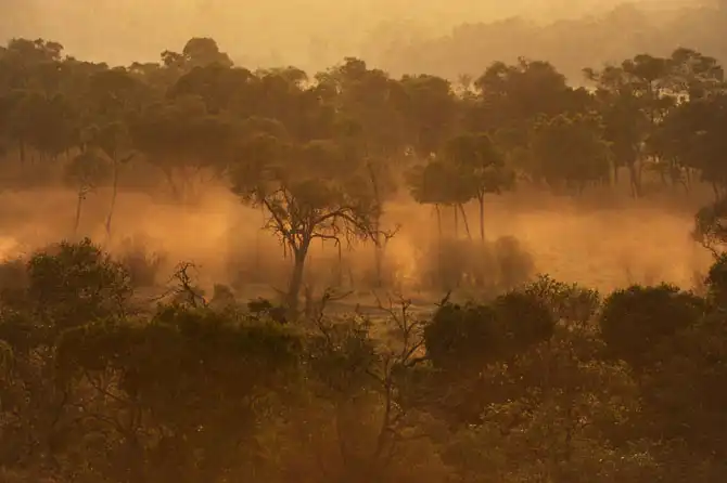 Сафари в Кении и Танзании