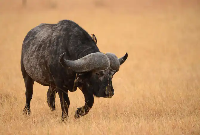 Сафари в Кении и Танзании