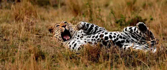 Сафари в Кении и Танзании