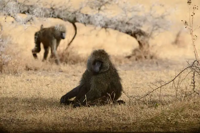 Сафари в Кении и Танзании
