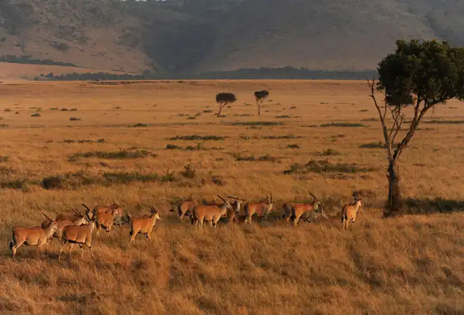 Сафари в Кении и Танзании