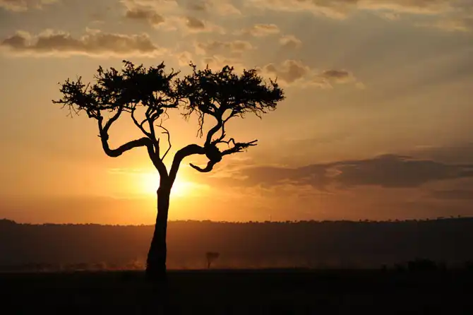 Сафари в Кении и Танзании