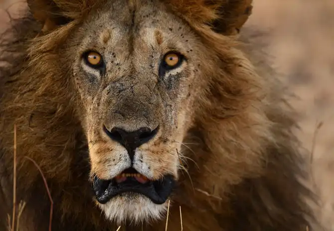 Сафари в Кении и Танзании