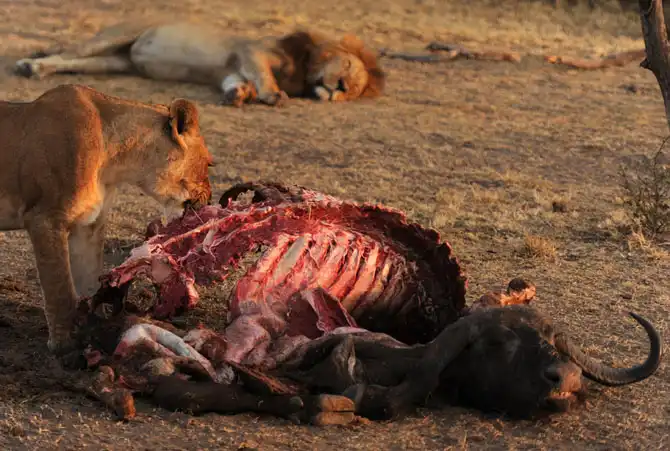 Сафари в Кении и Танзании