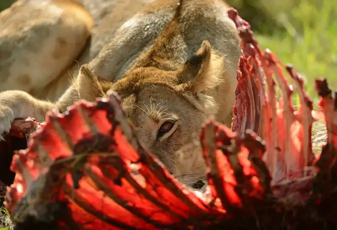 Сафари в Кении и Танзании