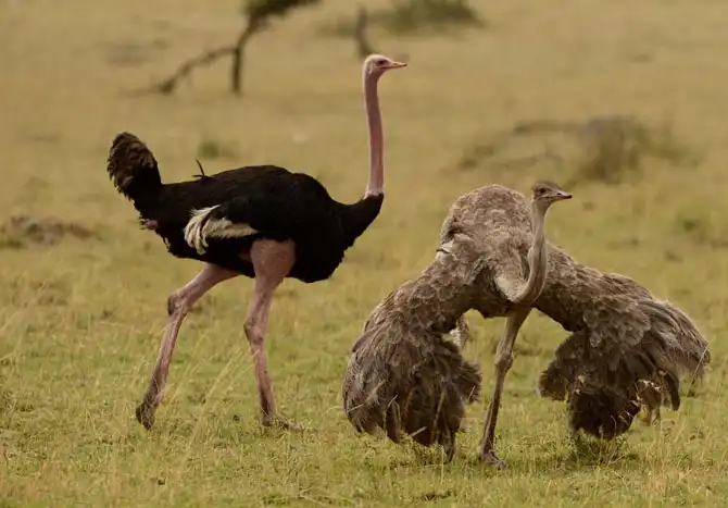 Сафари в Кении и Танзании