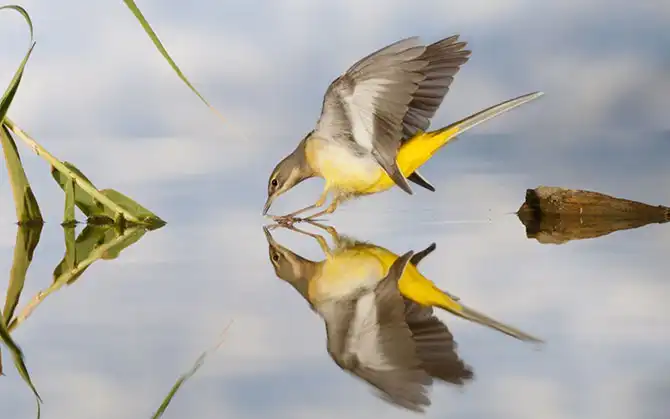 Фотографии животных за неделю