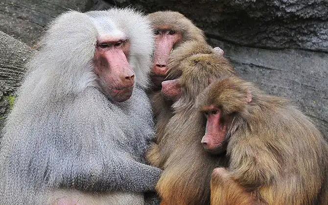 Фотографии животных за неделю