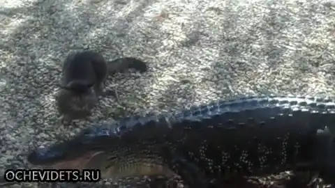 Опасное неведение... или отчаянная храбрость?!