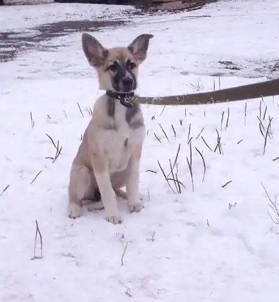 озорной щенок