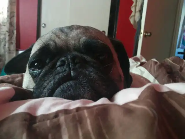 Эти забавные животные