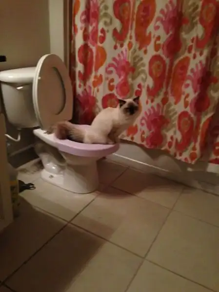 Эти забавные животные