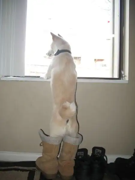 Эти забавные животные