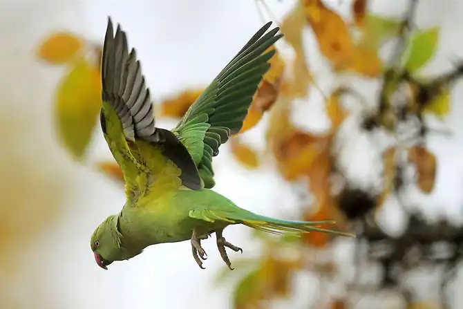 Животные в фотографиях