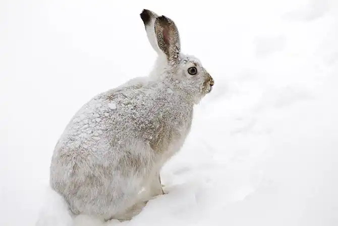 Животные в фотографиях