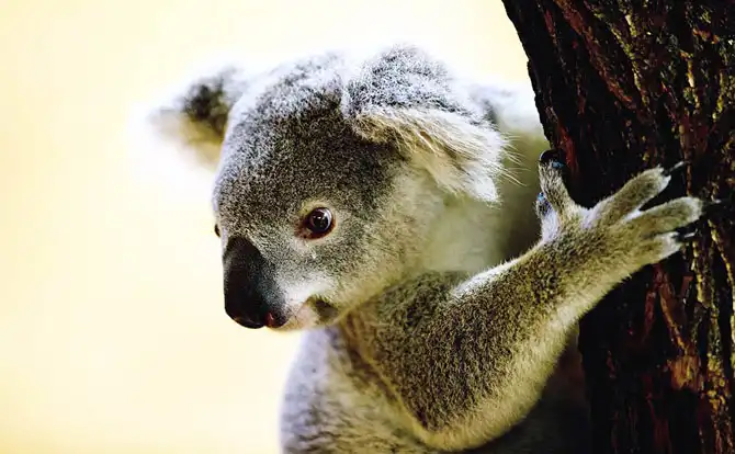 Животные в фотографиях